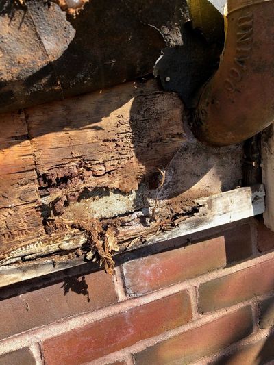dry rot